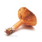 CHAMPIGNON LACTAIRE SANGUIN 3KG